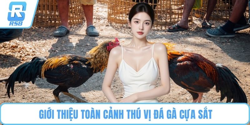 Giới thiệu toàn cảnh thú vị đá gà cựa sắt
